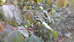 Cornus sanguinea