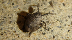 Phylloscelis pallescens
