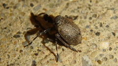 Phylloscelis pallescens