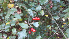 Crataegus monogyna