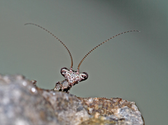Pseudopogonogaster hebardi