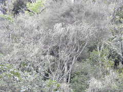 Carmichaelia australis