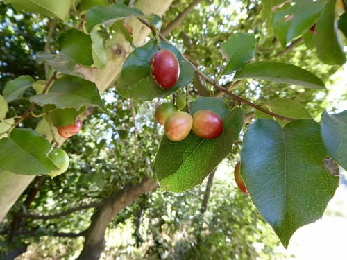Prunus ilicifolia