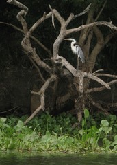 Ardea cocoi