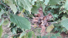 Corylus avellana
