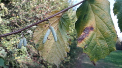 Corylus avellana