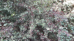 Crataegus monogyna