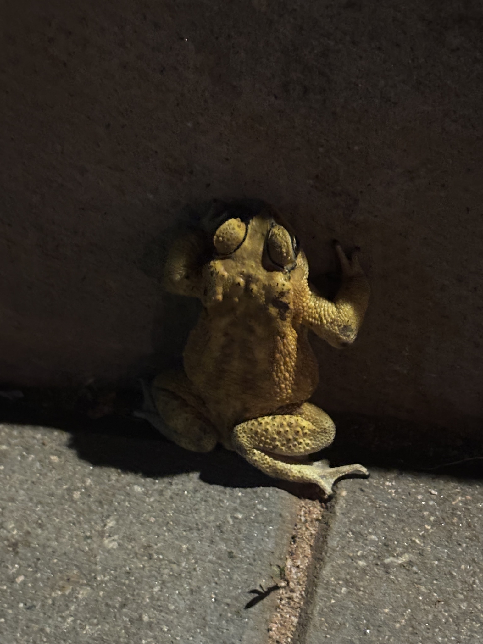 Indian Common True Toad
