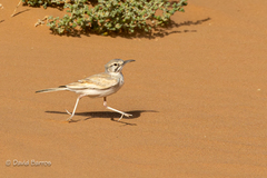Greater Hoopoe-Lark photo 4