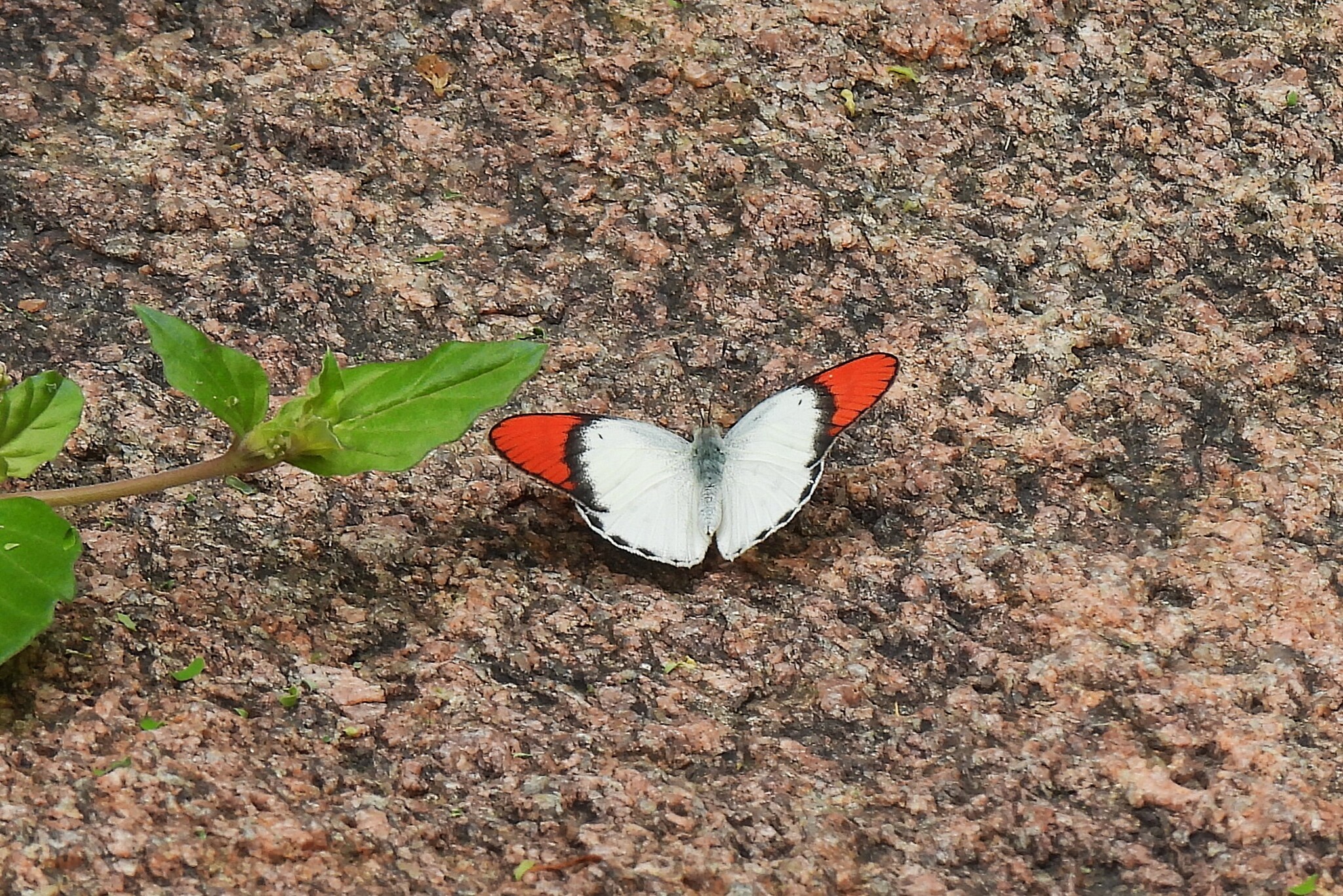 Crimson-Tip