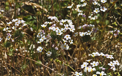 Leptosiphon montanus