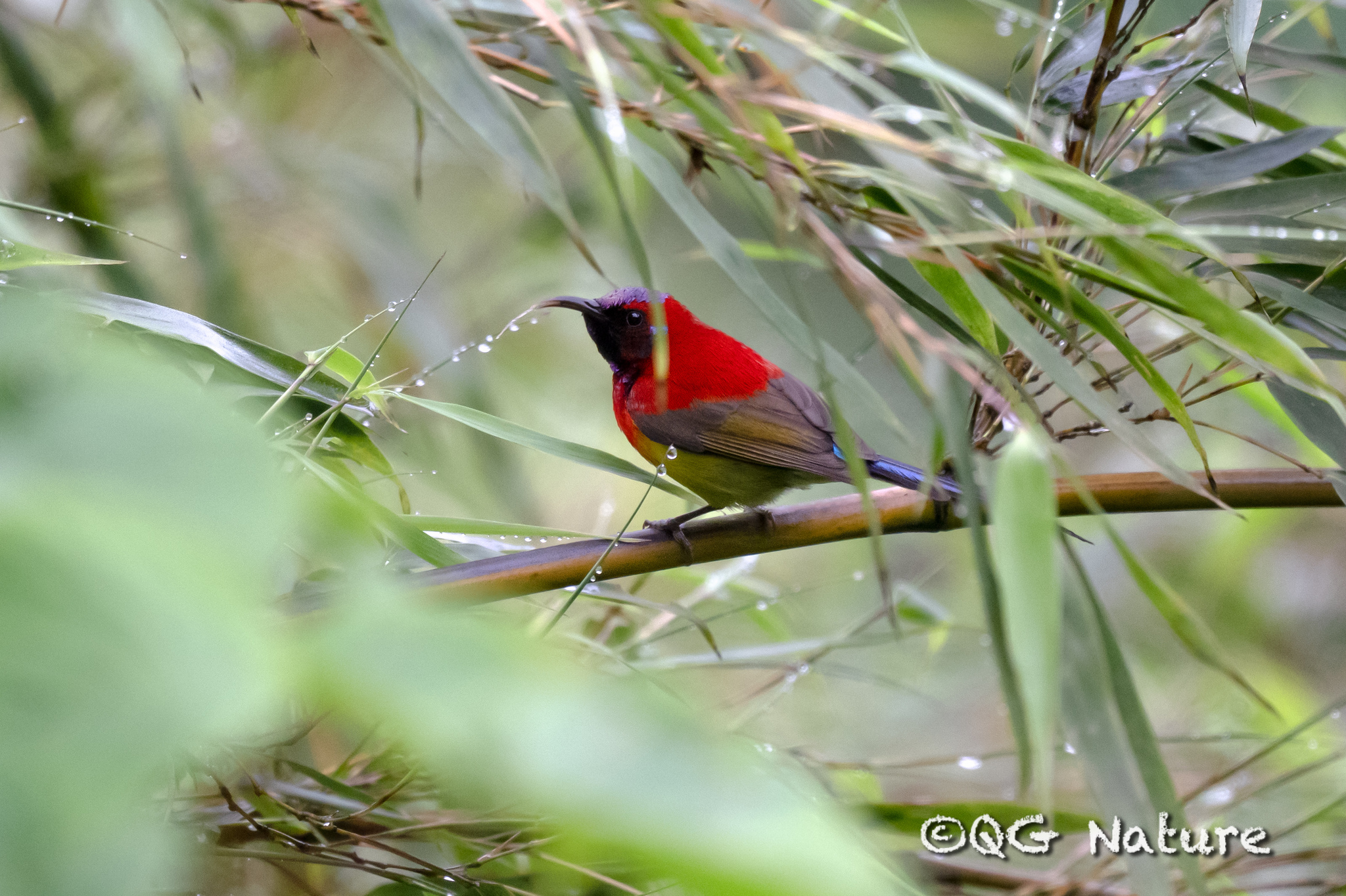 Mrs. Gould's Sunbird