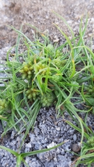 Cyperus michelianus