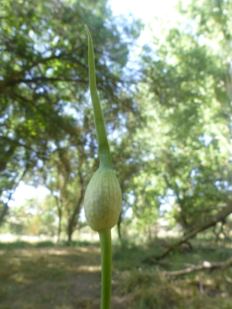 Allium porrum