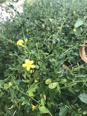 Jasminum mesnyi