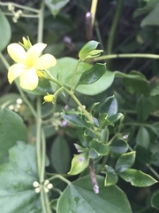Jasminum mesnyi