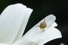 Tephritis vespertina