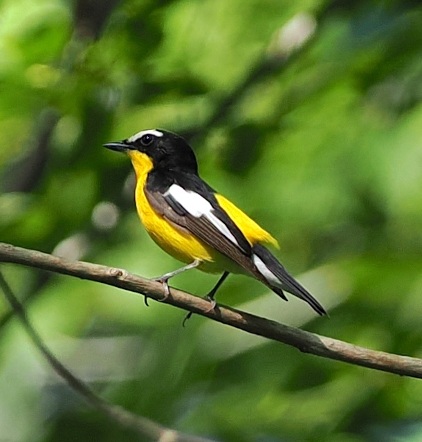 Yellow-rumped Flycatcher