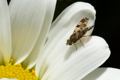 Tephritis vespertina