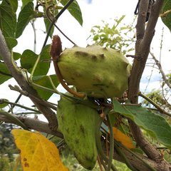 Gonolobus grandiflorus