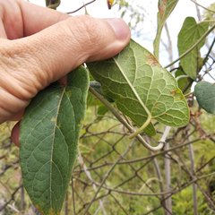 Gonolobus grandiflorus