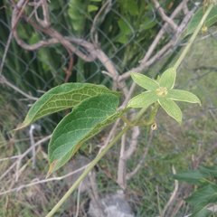 Gonolobus grandiflorus