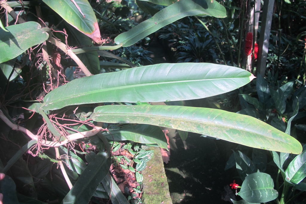 Philodendron burle-marxii (Philodendron Burle Marxii) — an easy houseplant, prefers partial sun light