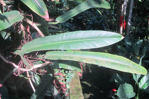 Philodendron burle-marxii — search result for 'Brazil'