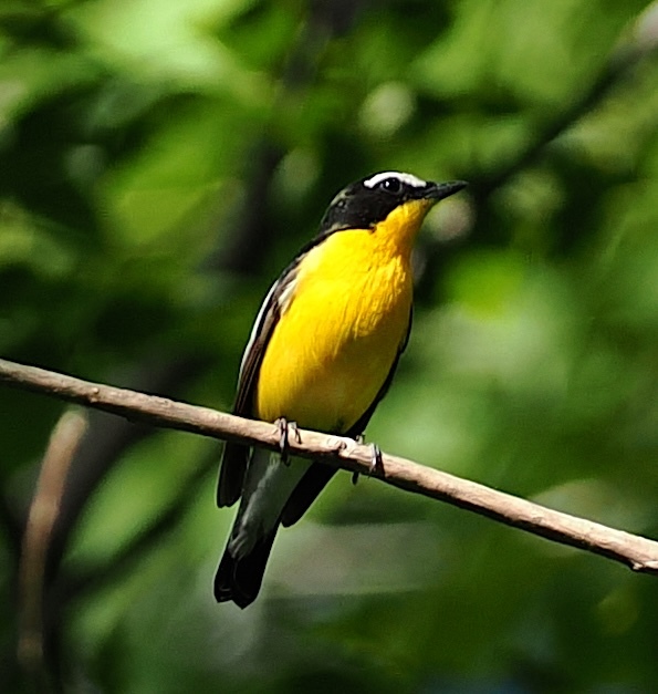 Yellow-rumped Flycatcher