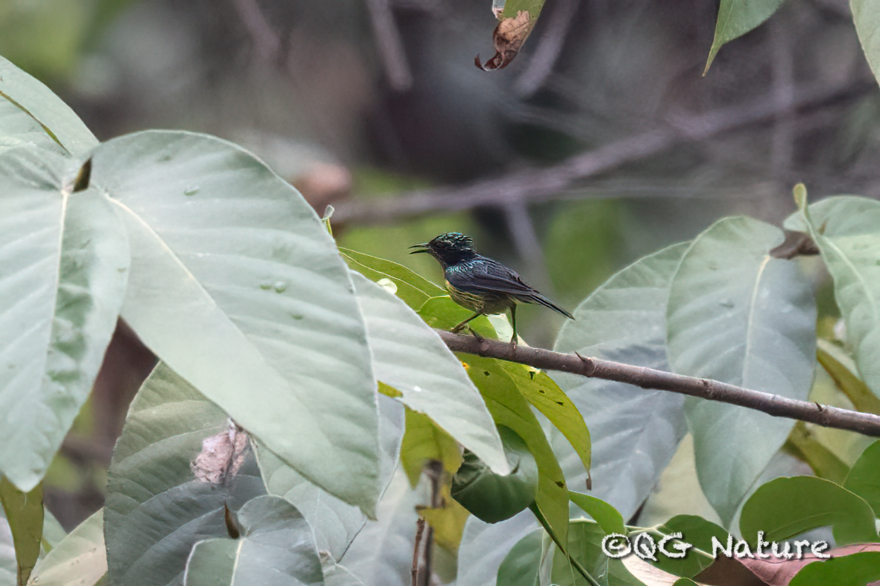 Ruby-cheeked Sunbird