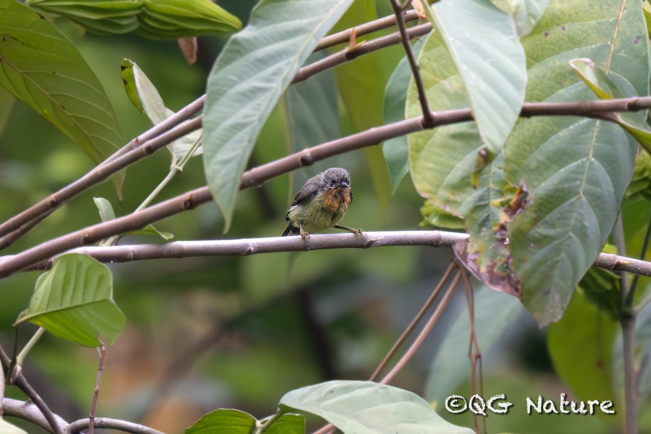 Ruby-cheeked Sunbird