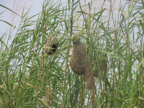 Streaked Weaver (Ploceus manyar), photo 2