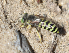 Bembix americana comata