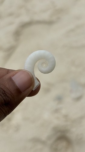 Spirula spirula