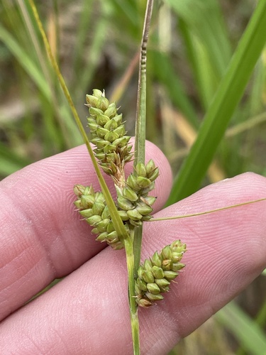 Hirsute Sedge (Carex complanata)