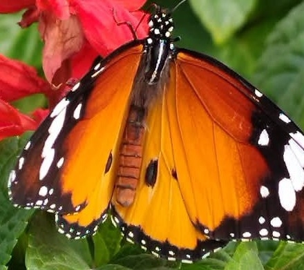 Plain Tiger