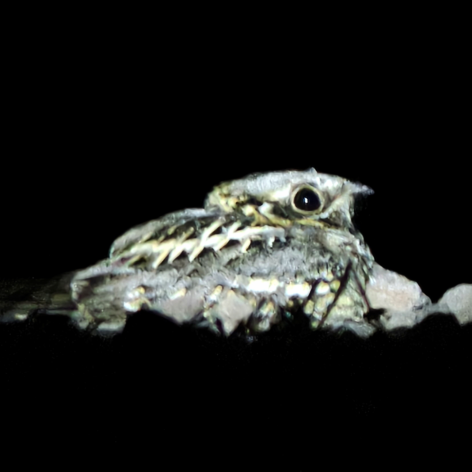 Indian Nightjar (Caprimulgus asiaticus), photo 10
