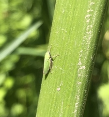 Draeculacephala minerva