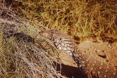 Varanus giganteus