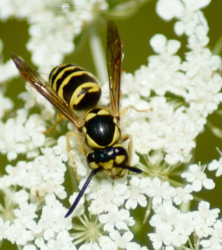 Eastern Yellowjacket photo 4