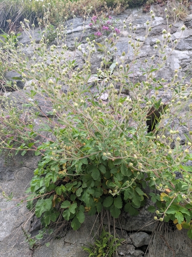 Rock Cinquefoil (Drymocallis rupestris)