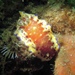 Collingwood's Goniobranchus - Photo (c) Alanna Bowd, some rights reserved (CC BY-NC), uploaded by Alanna Bowd