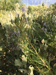 Ipomopsis longiflora longiflora