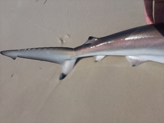 Carcharhinus brevipinna