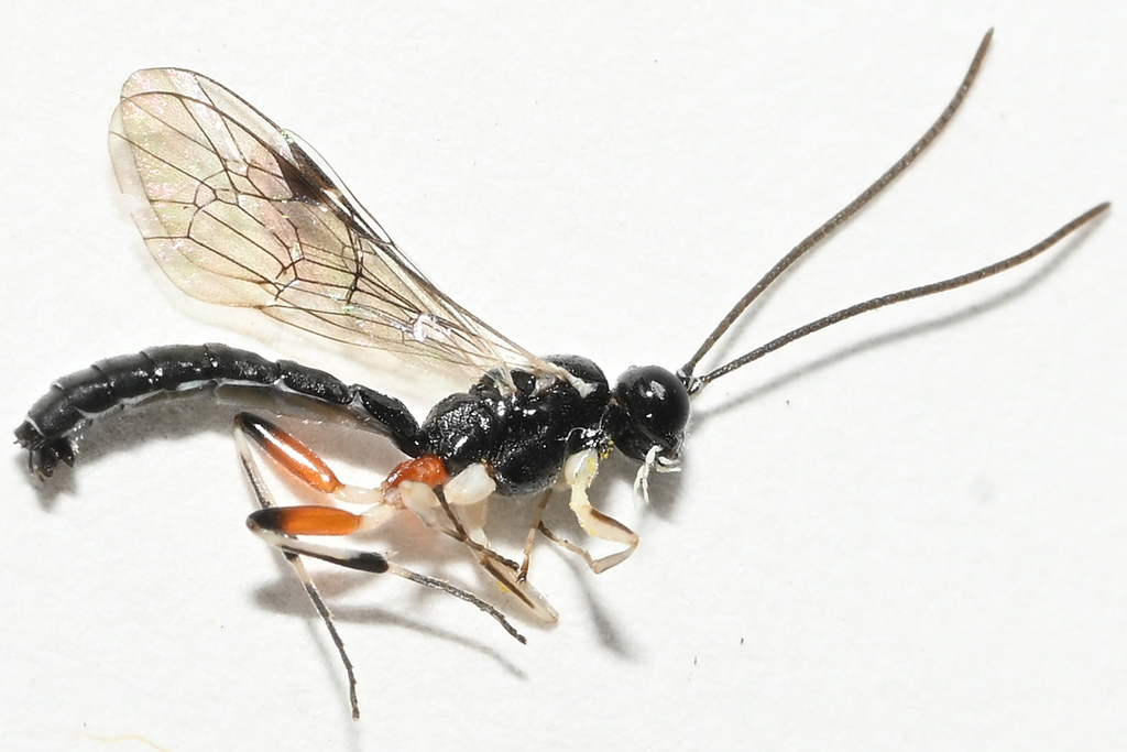Delomerista