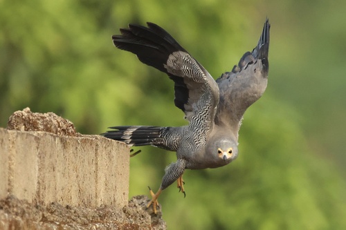 African Harrier-Hawk
