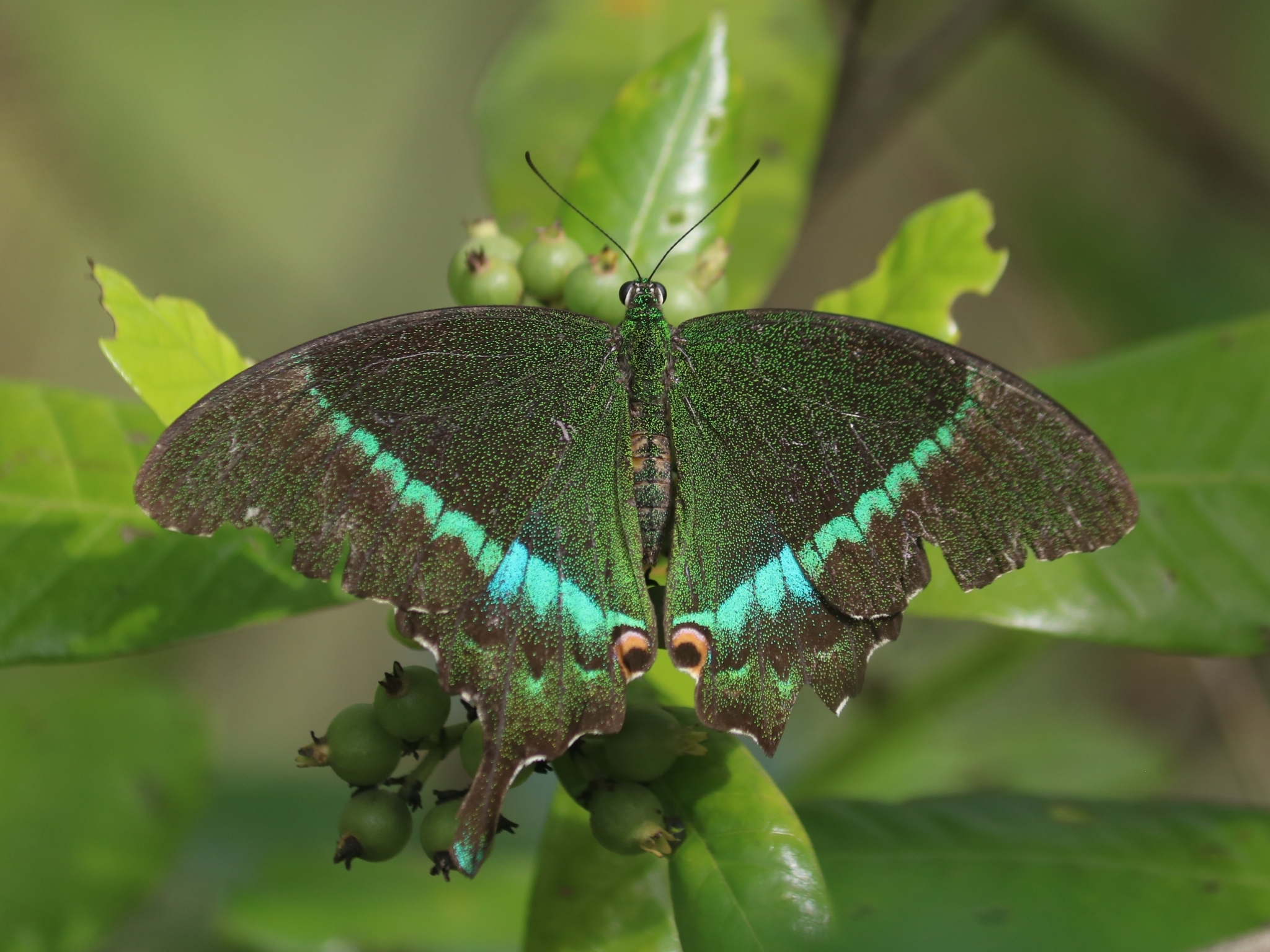 Common Banded Peacock