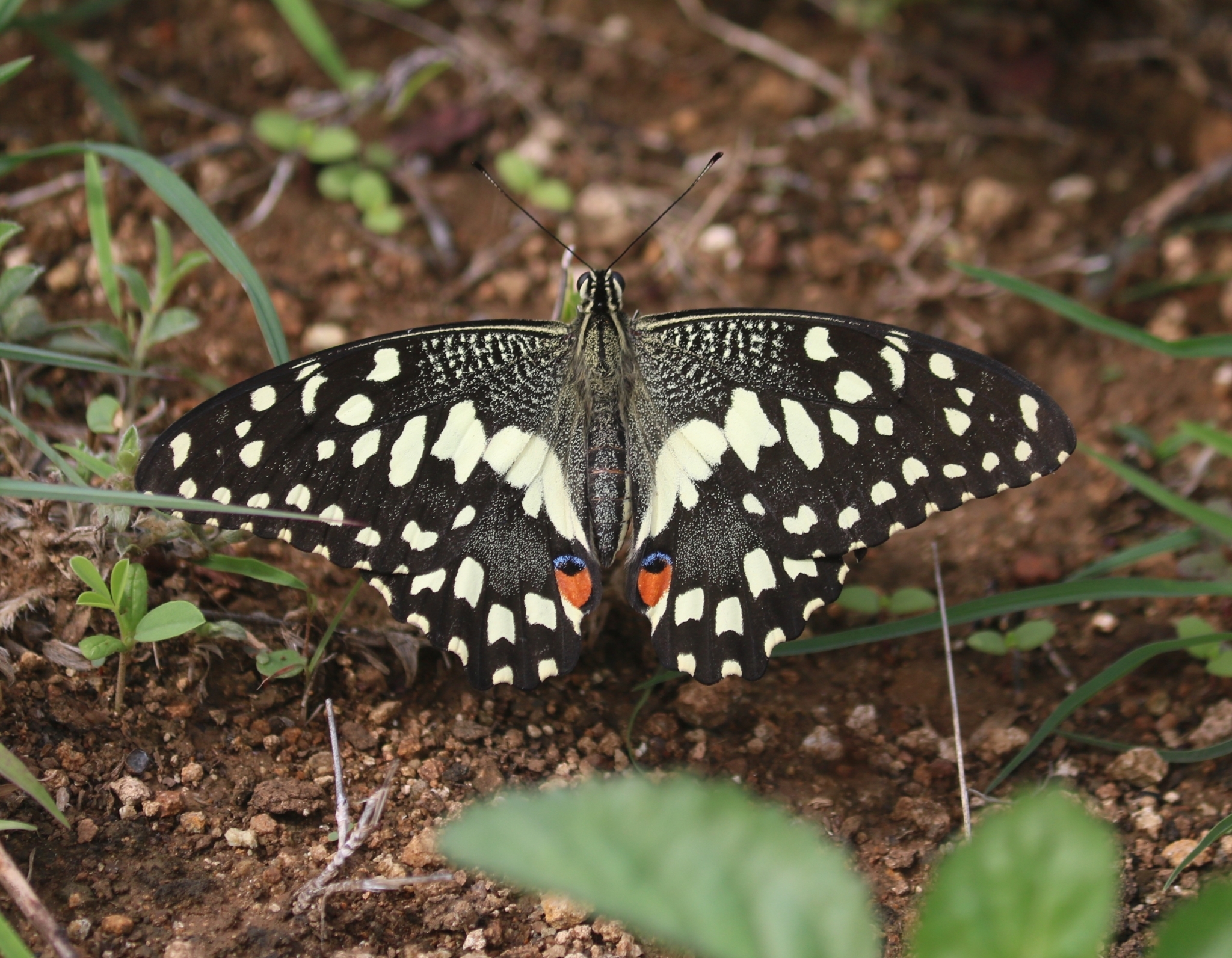 Lime Swallowtail