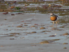 Charadrius modestus