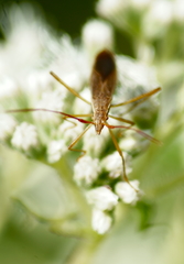 Protenor belfragei